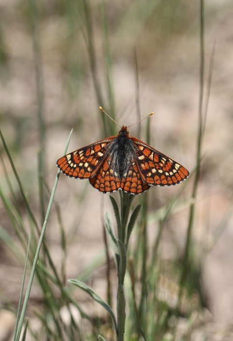 An orange black and white checkerspot butterfly perched on a herbaceous stalk.