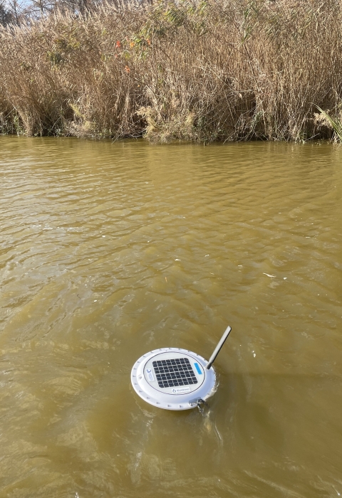 Floating white water quality sensor on surface of brown water Lake Mattamuskeet