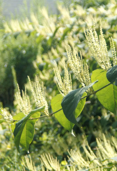 a narrow branch supporting green, broad leaves and feathery tendrils
