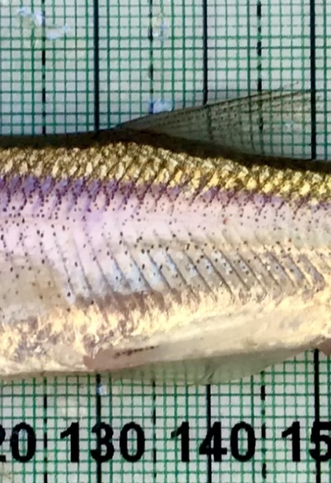 Longfin Smelt Image