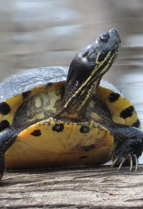 Long-clawed yellow-belied slider turtle stretching its neck while on a log next to wate