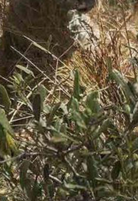 Col. Matthew Higer, 96th Test Wing vice commander, bends down to release a gopher tortoise into its new home deep within the Eglin Air Force Base.