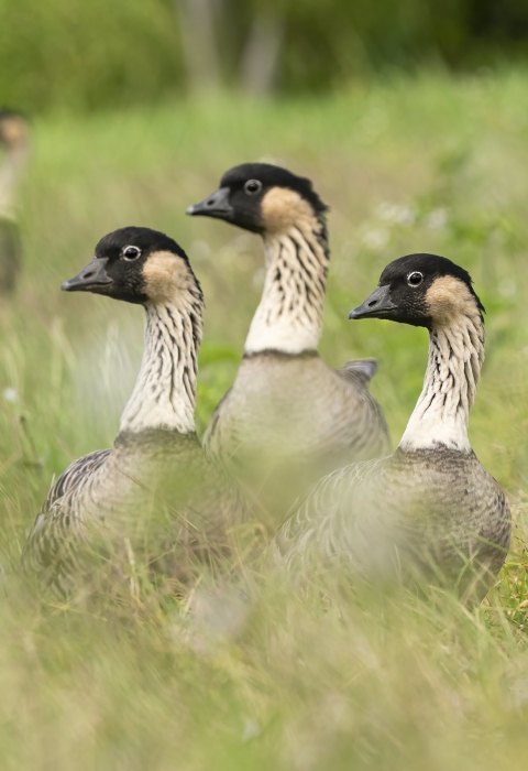 A group of Hawaiian goose in a grassy field.