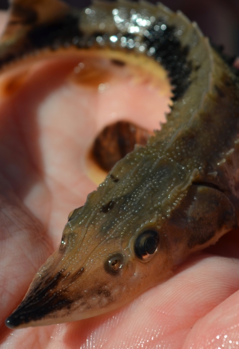 A juvenile lake sturgeon in the palm of a hand. 