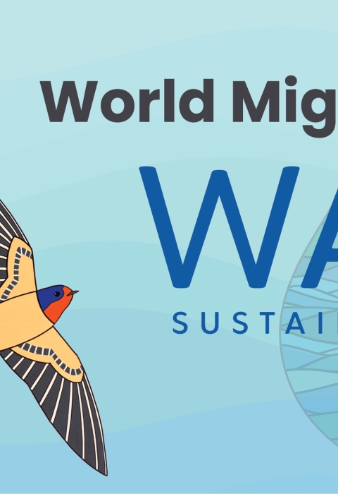 World Migratory Bird day Theme