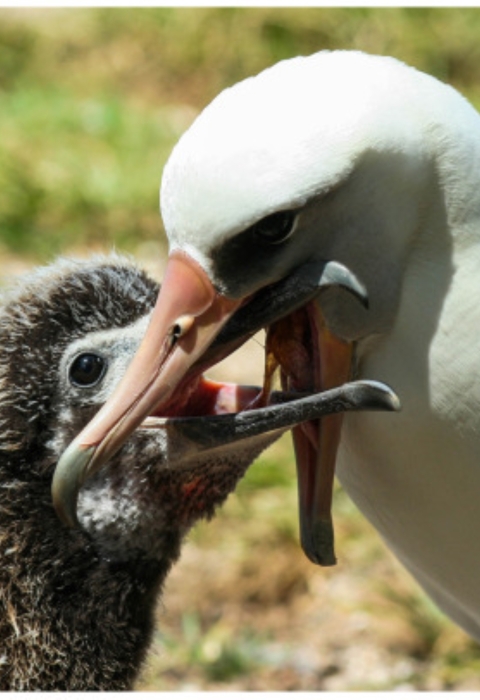 A Laysan albatross feeds a baby albatros