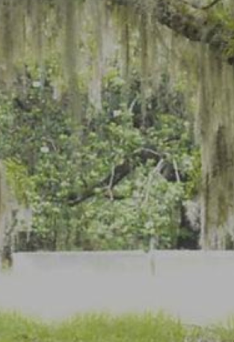 Spanish moss hangs low on the tree limbs that frame a gate that leads to Altama Plantation. 