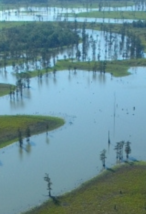 An aerial view of wetland at Felsenthal National Wildlife Refuge