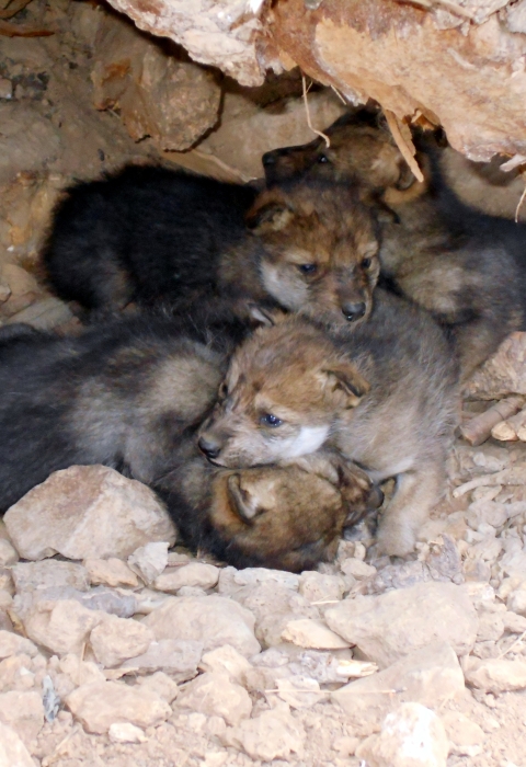 A litter of Mexican wolf pups inside a den