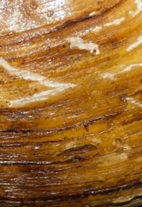 Photo of a freshwater mussel, which is important to clean water supplies.