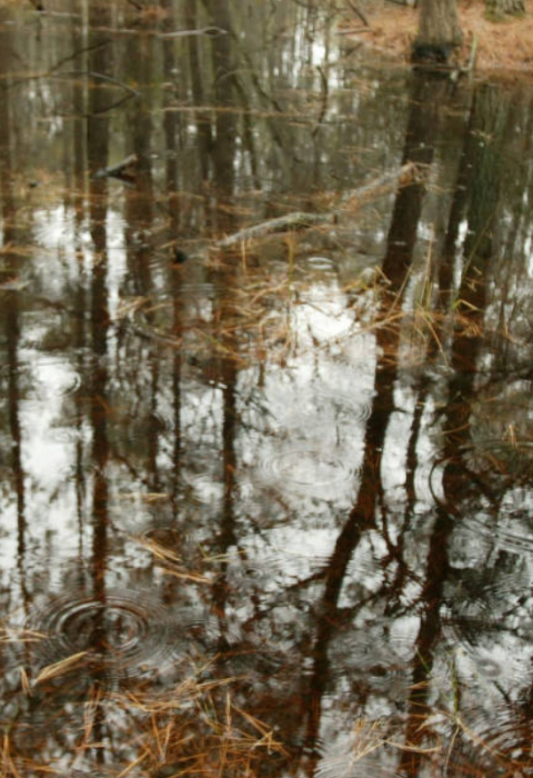 A pond reflects the surrounding pine forest.