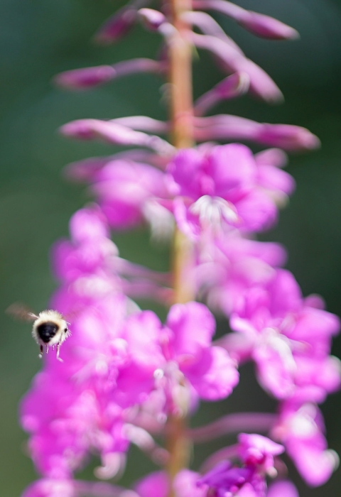 a bee flying towards the camera away from pink flowers