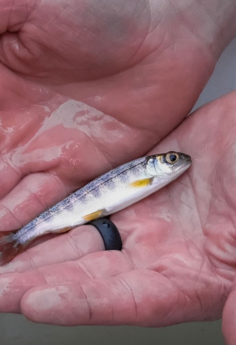 A silver-grey salmon yearling lays across a man’s flat, wet, open hands. On the man’s left index finger, he wears a thick black ring. Beneath the salmon, a white bucket filled halfway with water stands on green grass.