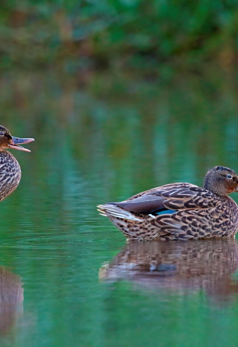 Pair of Hawaiian ducks