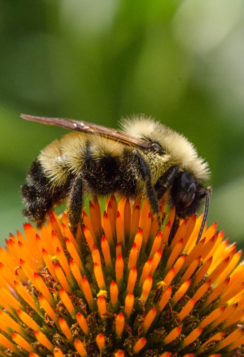 A side profile of a yellow and black fuzzy bumblebee perched on top of the orange spiked flowerhead with the pink petals of the purple cone flower and blurred green vegetation in the background