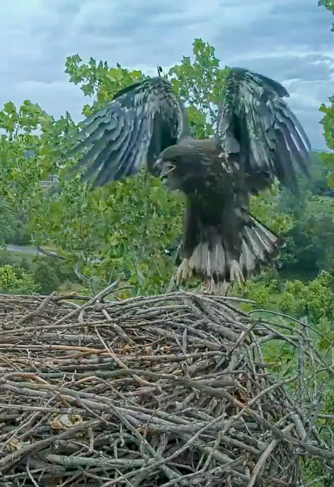 A parent bald eagle and a juvenile bald eagle on their nest in the Summer. The juvenile eagle's wings are wide spread open and its jumping around on the nest.