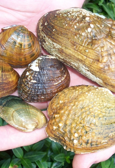 Six different mussels held by two hands