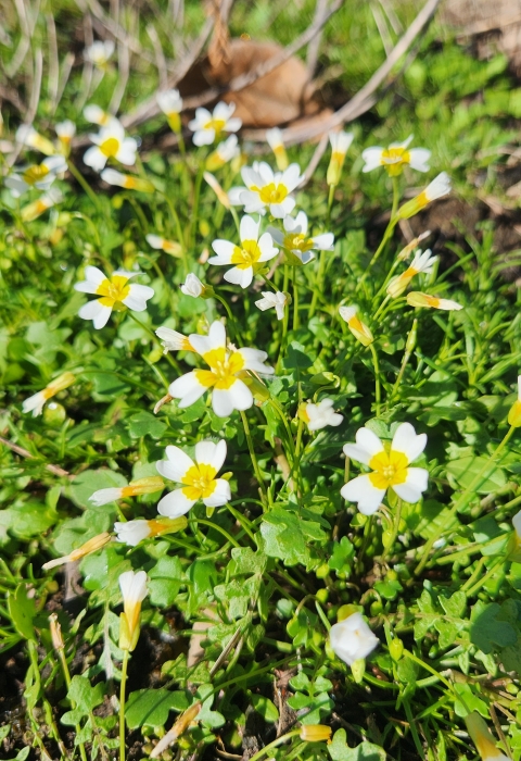 A beautiful shot of the fleshy-fruit gladecress