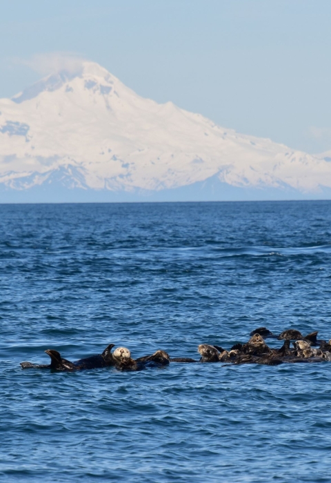 A group of northern sea otters float together in Alaska
