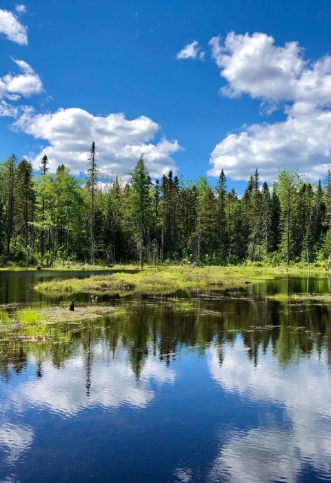 A green forest surrounds a large lake, under a blue sky