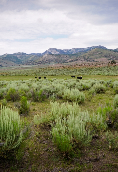 verdant sagebrush landscape with mountains in the background