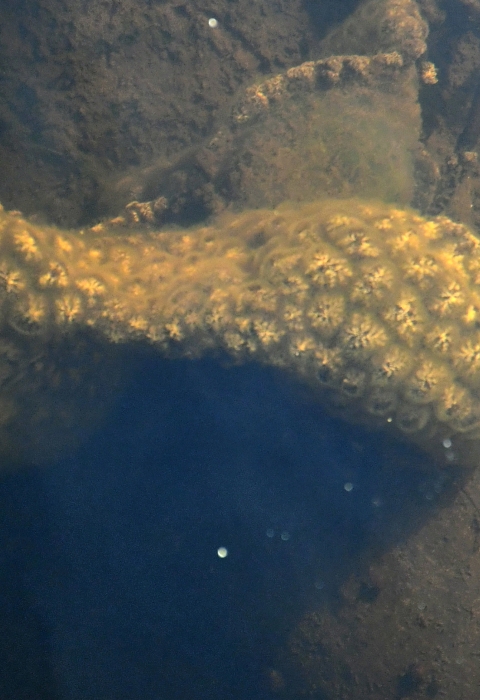 A blob of spongy-looking rosettes in the mud bottom of a pond.