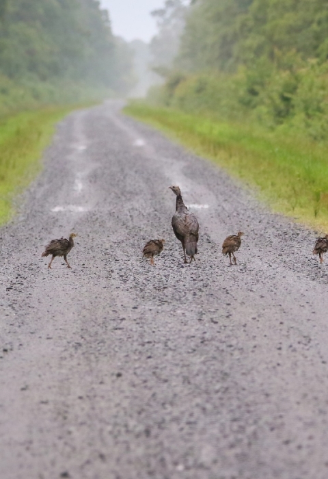 Flock of wild turkeys, 9 young and the mother, walking in a line from one green road shoulder across a brown road to the other green road shoulder.