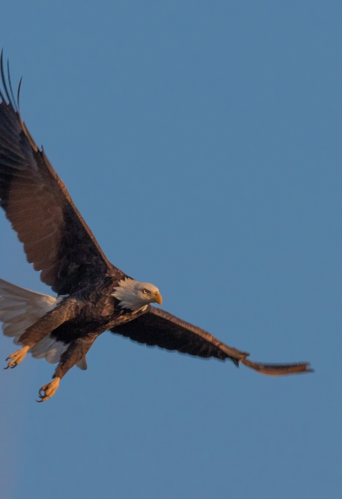 Bald eagle in flight