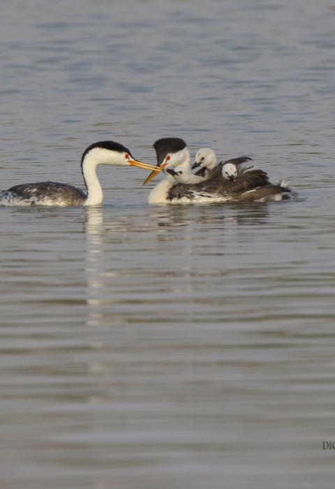 Black and White Birds floating on the water. One on the left has baby birds on it's back.