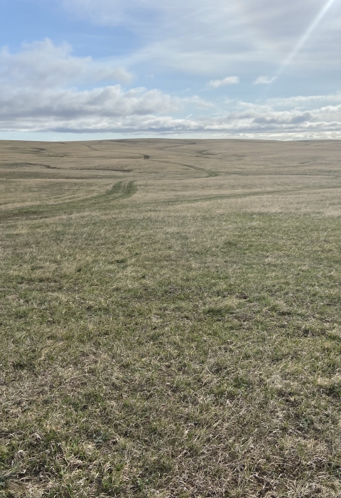 short prairie grass with soft blue skies