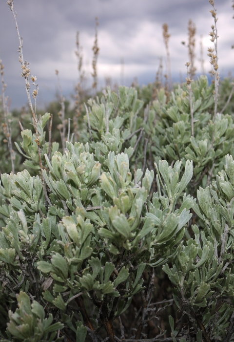 up close of plant with silvery green leaves