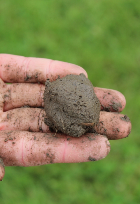 A ball of brown mud resting in a hand