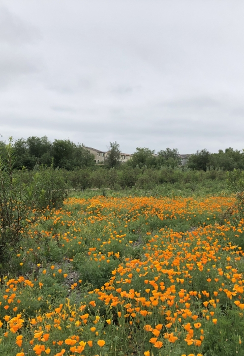 a green field full of orange flowers
