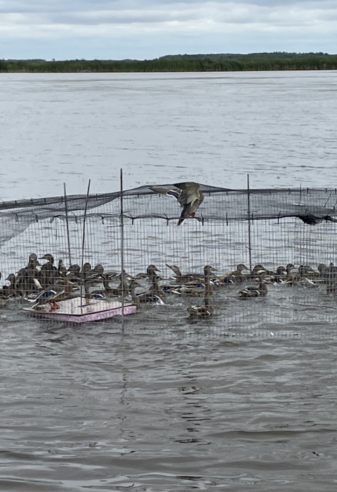 swim in waterfowl trap full of mallards