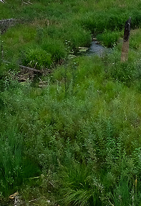 A banner image of a culvert at Cripple Creek.