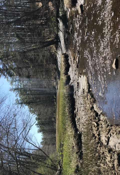 a stream flows through a patch of green grass between stands of forest
