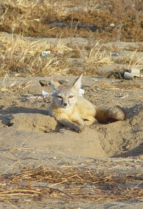 a kit fox lays outside its burrow. The burrow is a hole in the dusty ground. 