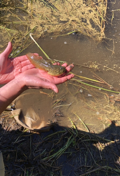 A Washoe Environmental Protection Department member kneels as they cradle a bullfrog tadpole in the palm of their hands. 
