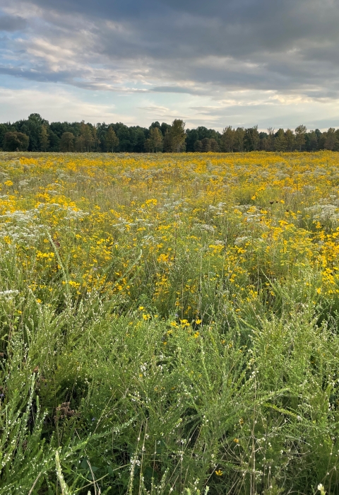 prairie with wildflowers
