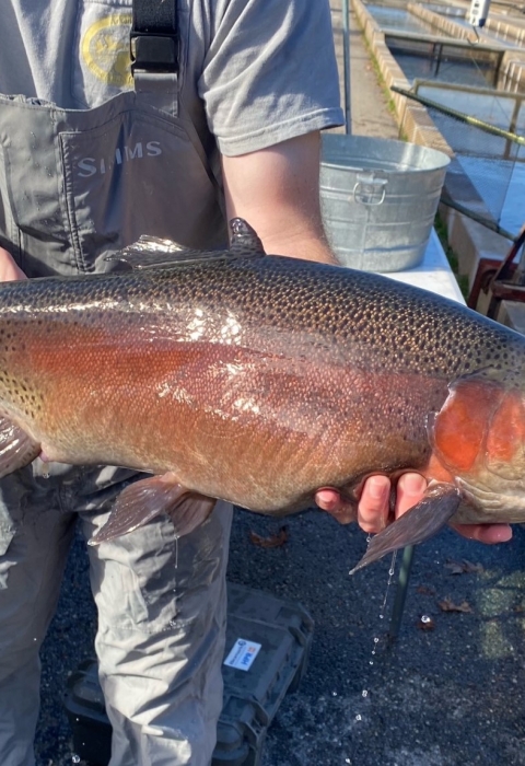 Large female rainbow trout