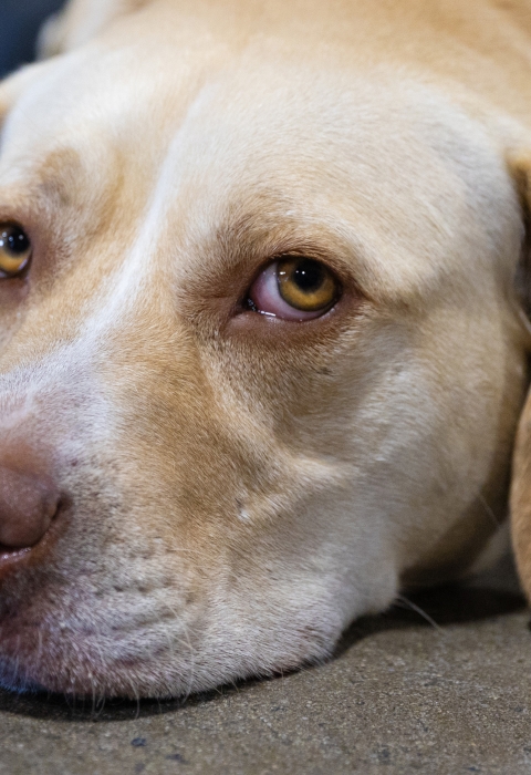 K-9 dog on the floor with head down.