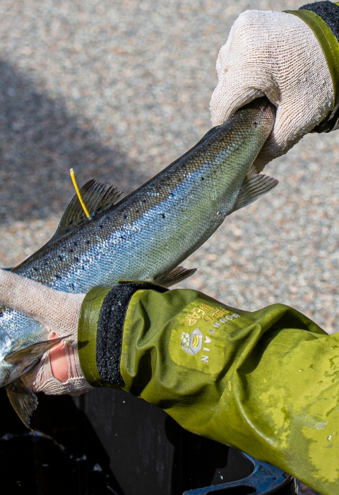 A pair of gloved hands hold a live Atlantic salmon
