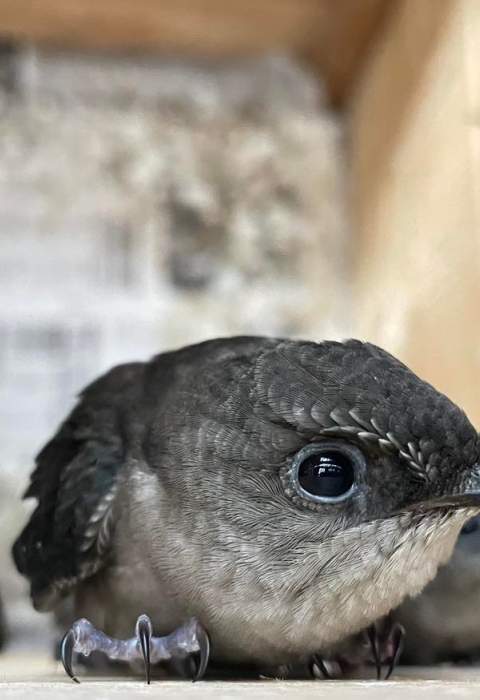 chimney swift at the top of the box with others below it