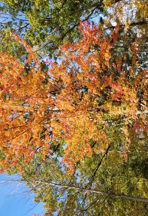 Trees with red, orange and yellow leaves can be seen out a window