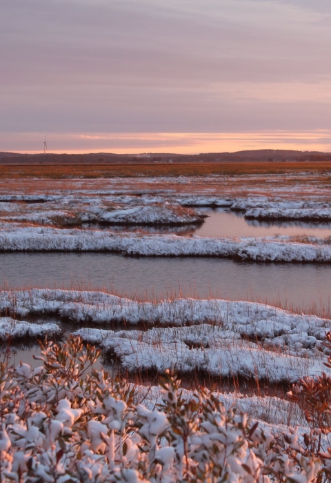 Pink and purple skies over snow-covered marsh and unfrozen water.