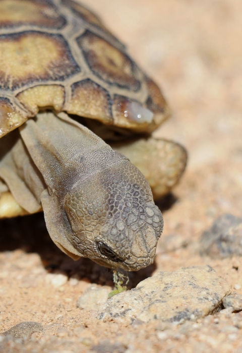 small tortoise bends head down to eat green plant on ground