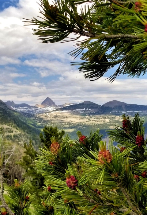 A sprawling valley with large snow capped mountains in the background. Framing the photo is the blooming branches of a whitebark pine tree. 