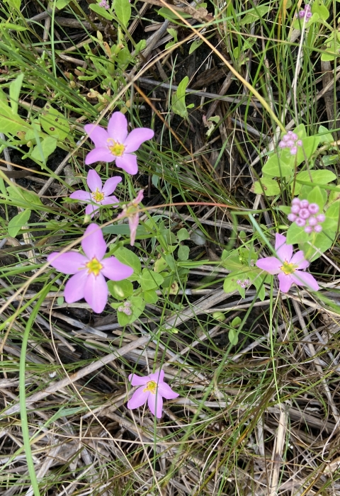 Pink, five-petaled flowers with yellow centers rise above green leaves