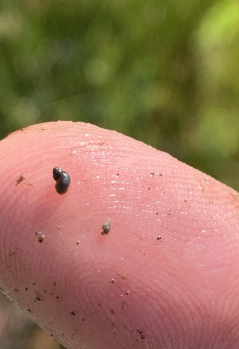 A close up image of a very small dark brown springsnail on the tip of someone's finger.