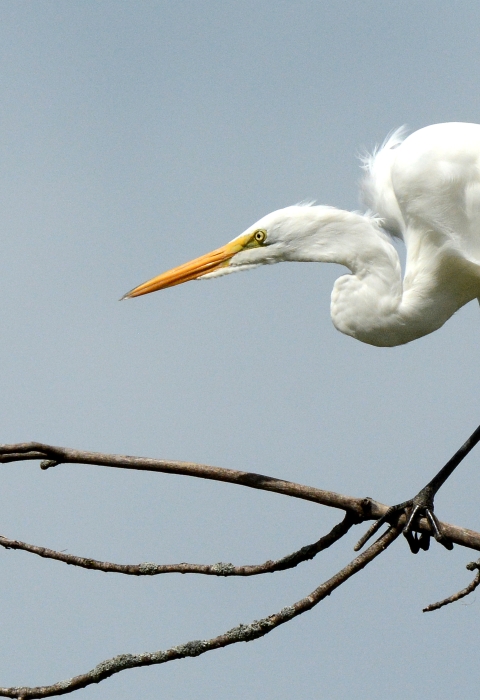 A great egret perched on a branch